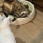 一只松松松松松鼠