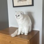 樱桃猫