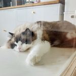 李俊达95