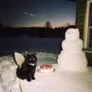 野人说猫咪你喜欢苹果吗