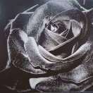 不吃肉会死的猫总