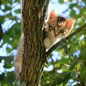 15 - 自我疗愈 | 疗愈成了新的内耗源？当身心灵知识变成自我批判