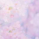 妙蛙_dream