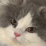 进化小猪咪