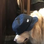 勇敢小果最勇敢