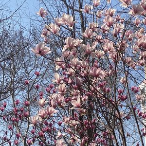 No. 136 - 春天里最重要的事情，当然是过春天啊！