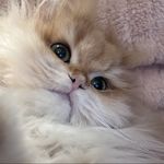 头像可爱吧是我的小猫