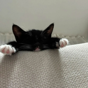 串台009|慕强与祛魅