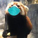 小熊猫_NUW8