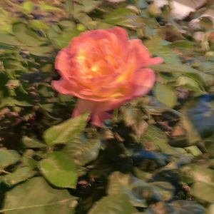 podcaster-avatar
