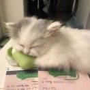 everleaf的小脑袋