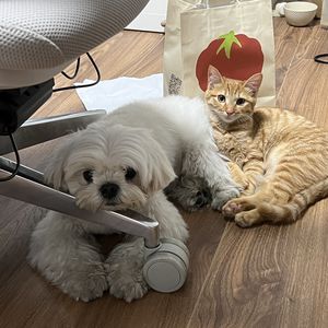 Lazy_Winkle