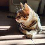 vvymeow