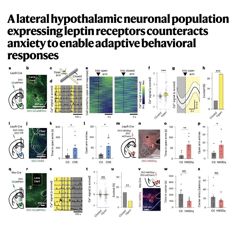 939-Hypothalamic Leptin Receptors Counteract Anxiety episode artwork