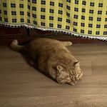 沪上书包仔来了