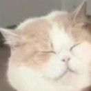 王加人尹