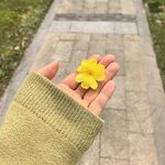 一芝小橙子