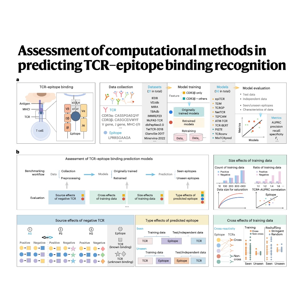 315-Unified Benchmark of TCR–Epitope Prediction Models