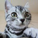 一口一个小甜饼