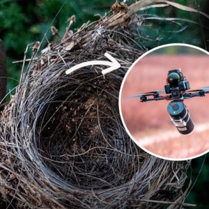 Humans Are No Longer the Only Species to Use Fiber Optics