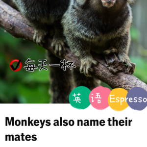 【208】狨也会呼唤同伴名字哦