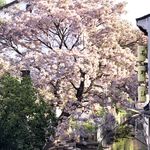 桐桐小心地滑