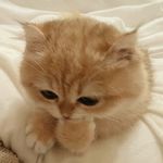 背起一只黑猫