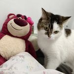 Amber_662