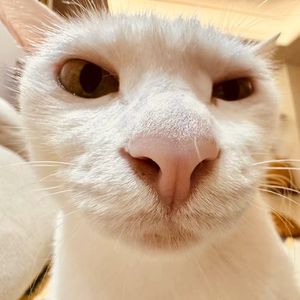 川窜稀