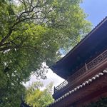 谁是猪咪