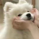 一生要强的宝宝周