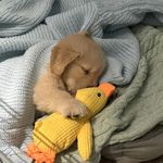 野生小鸡毛偶偶