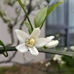 我爱桔子花