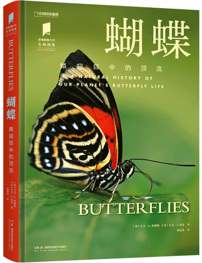 蝴蝶：鳞翅目中的顶流