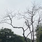 树1
