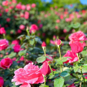 EP24：什么？！60后爸妈读诗聊爱情，这是我能听的吗？！