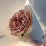 小森林29