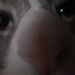 拔鹅毛不让鹅叫唤