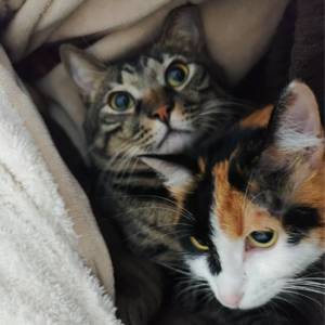 小猫咪是神医？养猫使人心理健康 S2E13