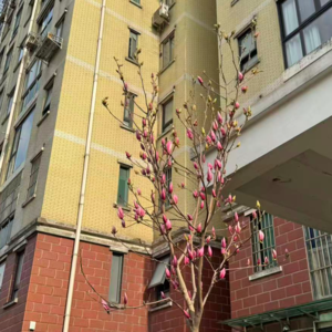 59 关于爱、出轨、人性与韩国总统爱情的碎碎念