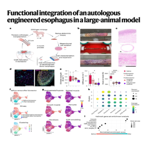 845-猪模型全周层食管组织工程与功能整合研究