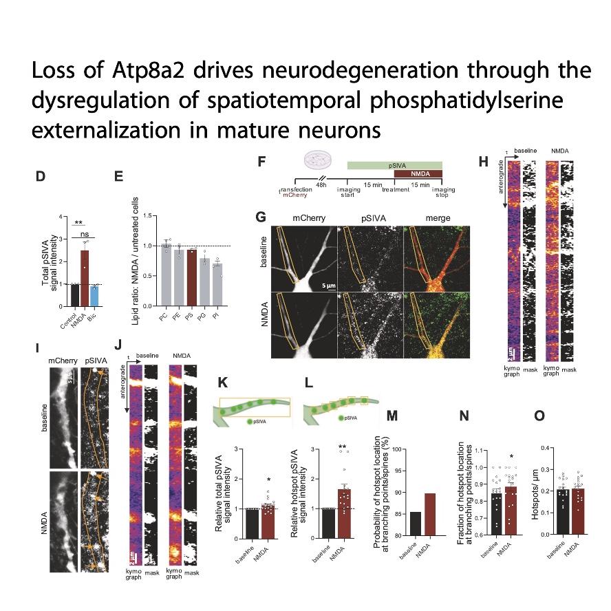 1405-Atp8a2: Regulator of Neuronal Integrity and Survival episode artwork
