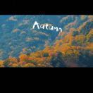 一路向阳的小丸子