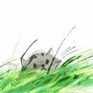 podcaster-avatar