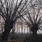 萨吉_Sajida