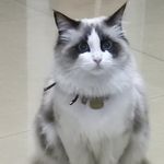 那只兔纸