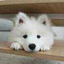 Sylvia_2Yb0