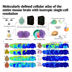 595-全脑单细胞分辨率分子细胞图谱
