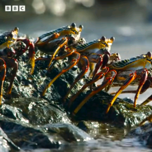 BBC Earth｜红石蟹与捕食者的赛跑