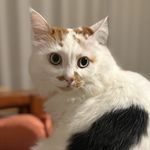 dora猫子